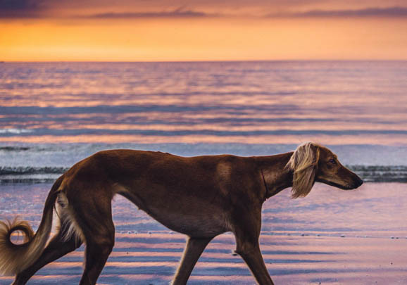 維希拉獵犬拉稀帶血的原因及處理方法