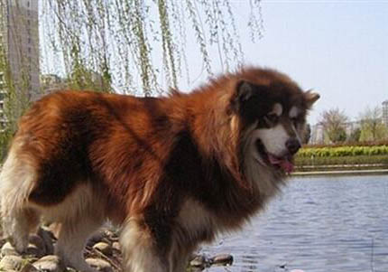 阿拉斯加幼犬發燒