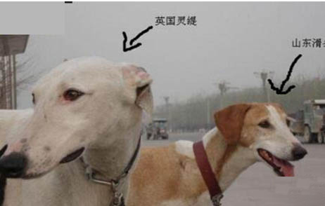 靈緹犬怎么訓練