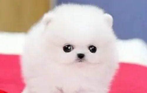 博美犬的優缺點有哪些