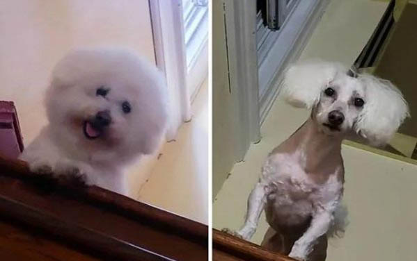 狗狗為什么老是發抖?