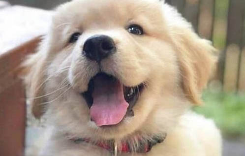 金毛狗狗怎么過冬