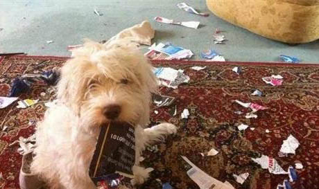 狗狗得犬瘟的癥狀是什么?