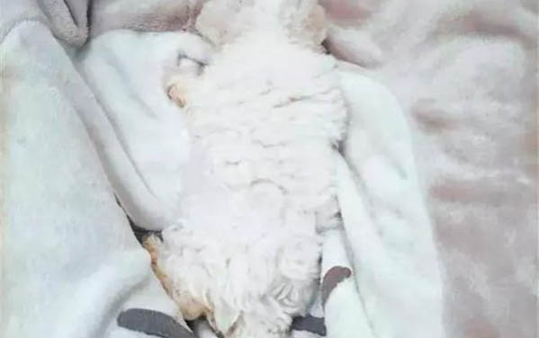 比熊感冒了吃什么藥