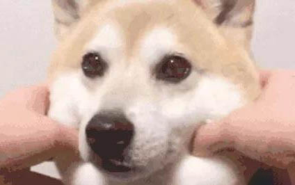 狗狗拉稀是什么原因及處理方法
