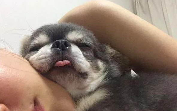 狗狗的精子可以存活多久呢