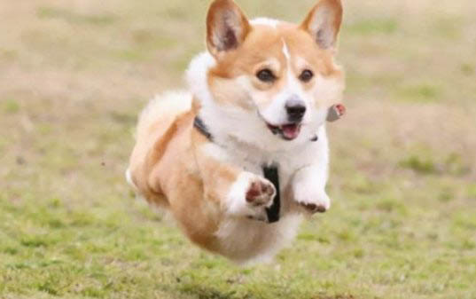 小狗得了犬瘟要隔離多久才能好