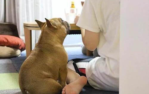 小狗得了細小病毒用什么藥