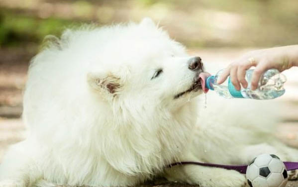 狗狗拉肚子要禁食嗎?