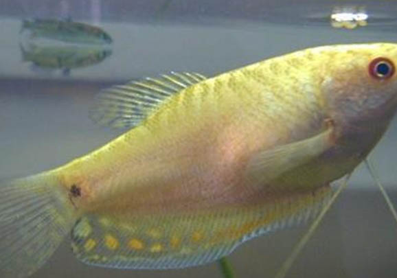 銀龍魚喂什么食好