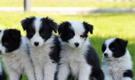 邊境牧羊犬可以吃葡萄嗎?