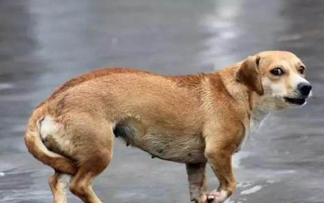 樓房養什么狗最省心
