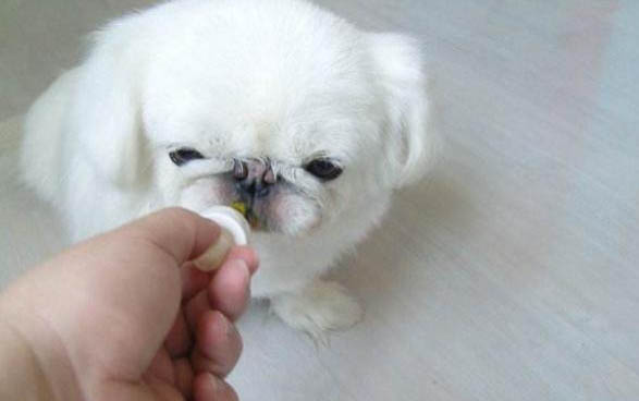 小狗可以吃粥嗎?