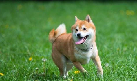 柴犬為什么這么貴