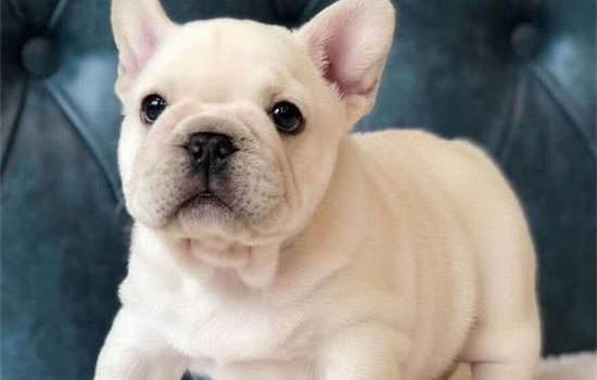 拉布拉多犬細小的癥狀及治療方法