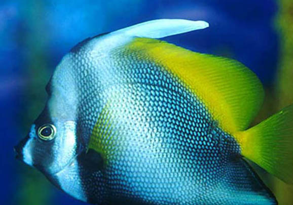 小魚幾天喂一次魚食?
