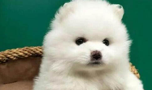 狗狗牽引繩哪里有賣