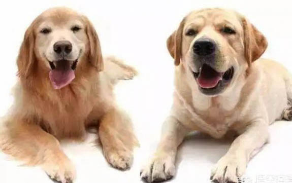 狗狗得了細小怎么自救呢
