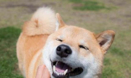 柴犬和小黃土狗的區別