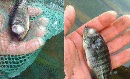 小孔雀魚多大可以繁殖