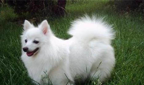 銀狐犬耳朵毛黃是純種嗎