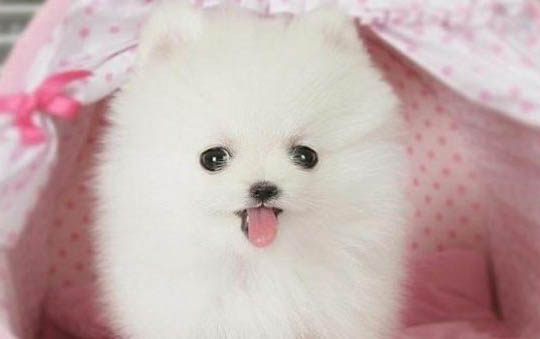 幼犬狗狗拉黑色大便正常嗎