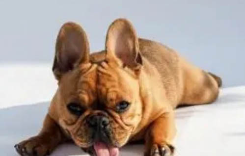 小型犬品種有哪些?