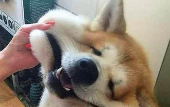 小狗跳蚤太多用什么藥