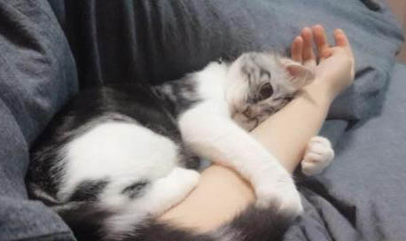 貓咪多久不回家就不會再回來了