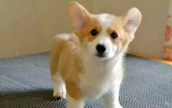 柯基和柴犬哪個好養(yǎng)