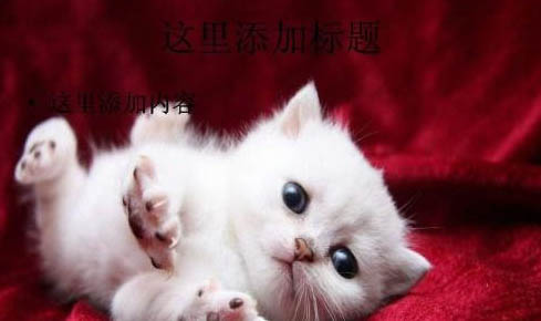 貓尾巴骨折表現(xiàn)是什么