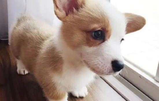 狗狗髕骨脫位怎么判斷