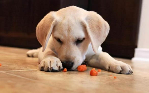 犬瘟熱后遺癥都有哪些
