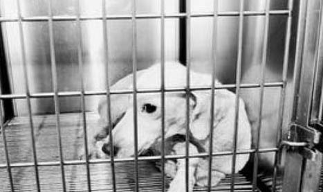 貓如果得了狂犬病能活多久