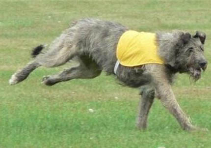 愛(ài)爾蘭獵狼犬長(zhǎng)期拉肚子