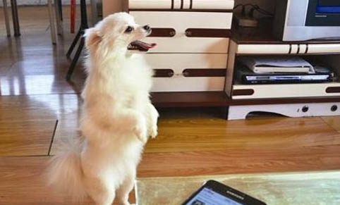 狗狗炸毛的原因有哪些