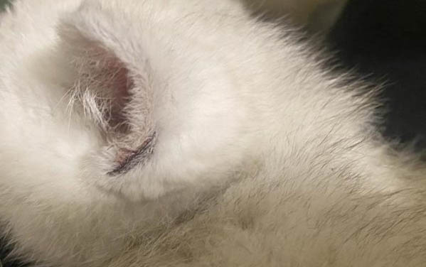 小貓眼睛睜不開有分泌物怎么辦