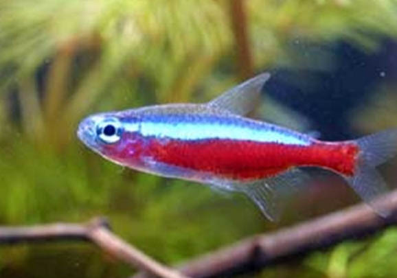 冬天釣鯽魚釣深水還是淺水