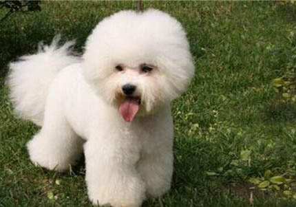 比熊犬為什么會(huì)得色盲?
