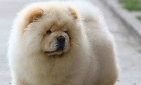 松獅犬子宮蓄膿能活多久