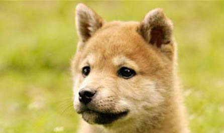 秋田犬和柴犬哪個貴