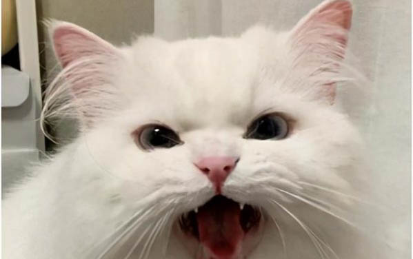 為什么圍繞貓咪想吐吐不出來?