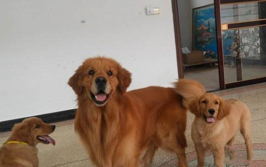 為什么怕狗