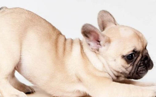 斗牛犬比賽看哪個(gè)好看