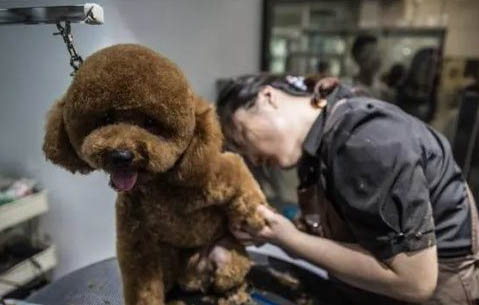 泰迪總流眼淚的原因與處理方法