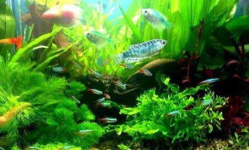 金魚打氧有什么好處