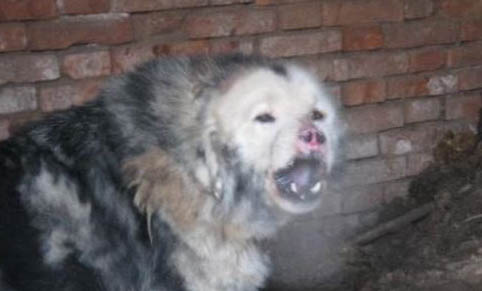 斗牛獒犬老喝水是什么原因