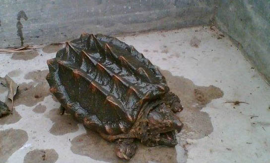 鱷魚龜怎樣好養(yǎng)