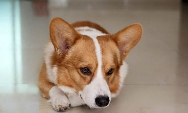 柯基和柴犬哪個貴