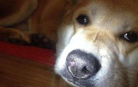 狗狗看到主人漏尿什么原因引起的